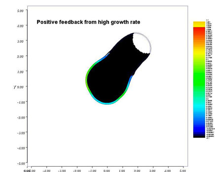 Simulation of a polarizing fission yeast spore