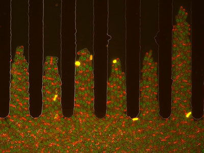 Growing and dividing fission yeast cells 1