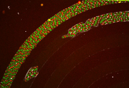 Growing and dividing fission yeast cells 2