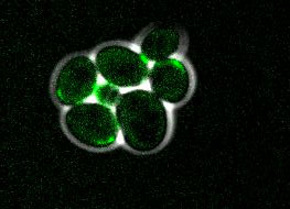 Growing and dividing budding yeast cells