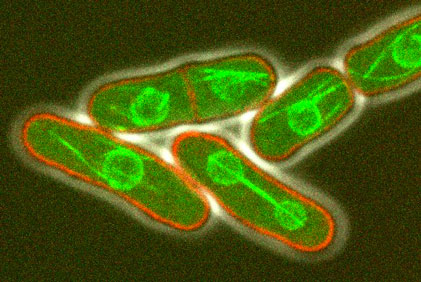 Growing and dividing fission yeast cells 3