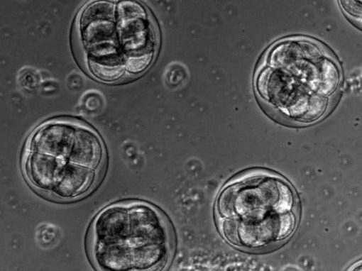 Cleavage patterns of sea urchin embryos