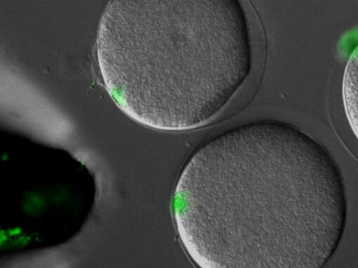 Controlling the asymmetry of cell division
