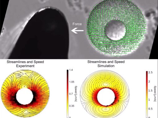 Active rheology of bulk cytoplasm